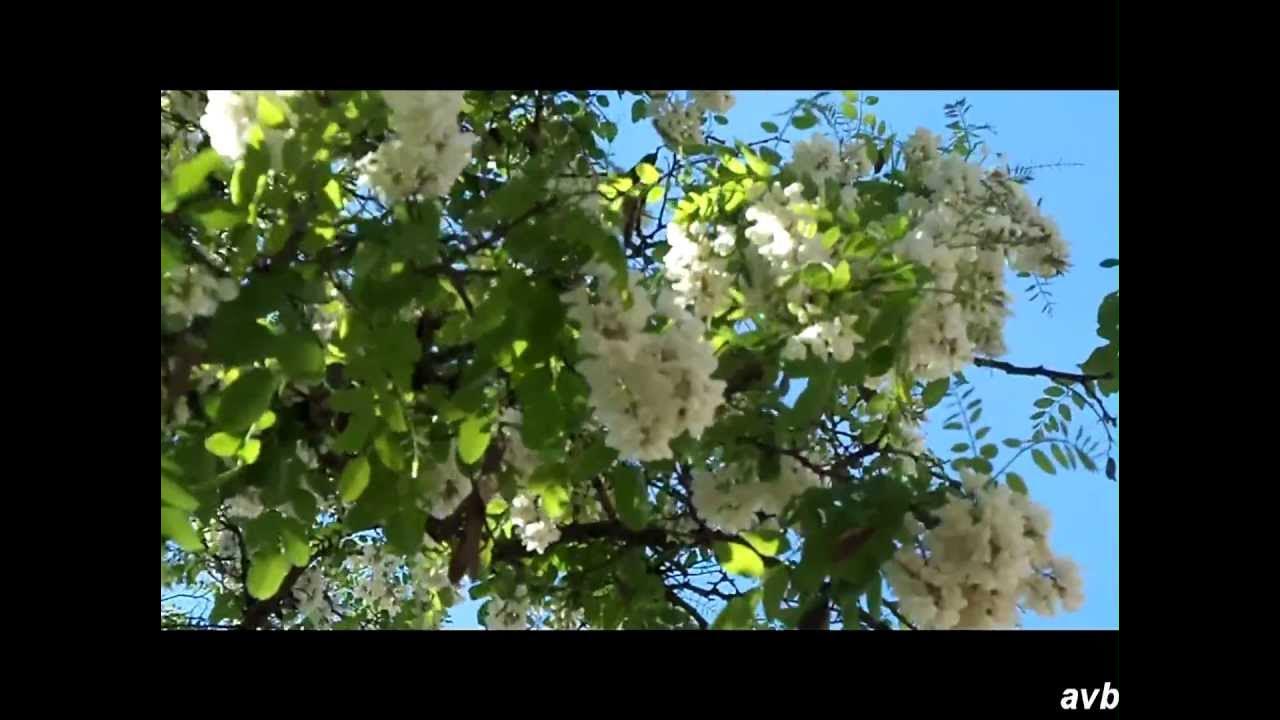 Калина красная куст. Словно гроздья. Рябина под дождем. Фотосессия с рябиной. Фотосессия с рябиной.