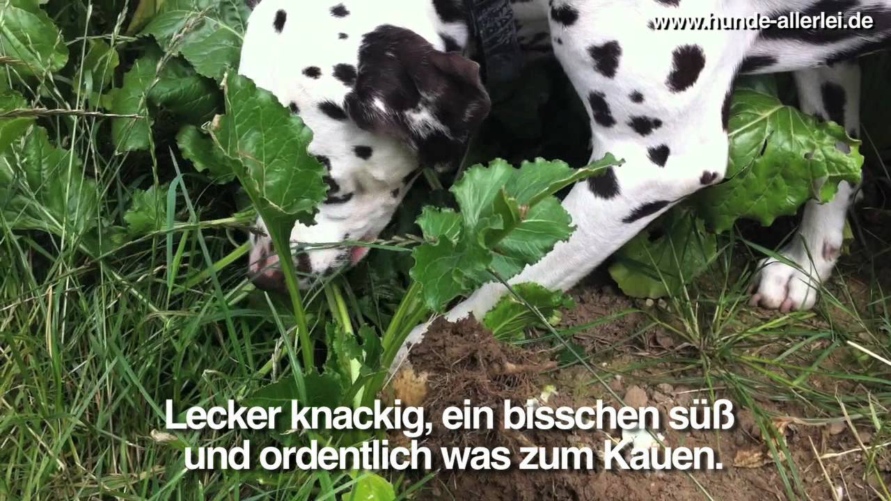 Dalmatiner , - hier ein vegetarischer Dalmatiner bei der Rübenernte. - YouTube