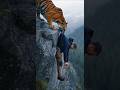 لحظة تحبس الأنفاس نمر ينقذ رجلا من السقوط Shorts 