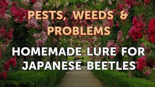 Homemade Lure for Japanese Beetles