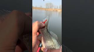 He Pulled a Red Thread... But It Was Alive #shorts