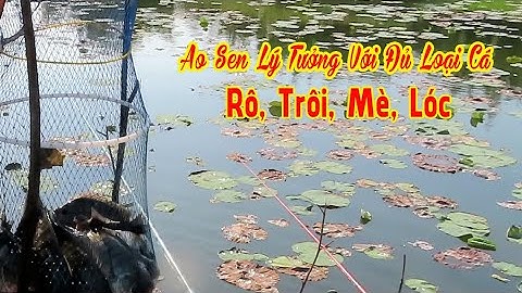 Điểm câu rô phi thiên nhiên ở tp HCM, nhiều rô to ✅