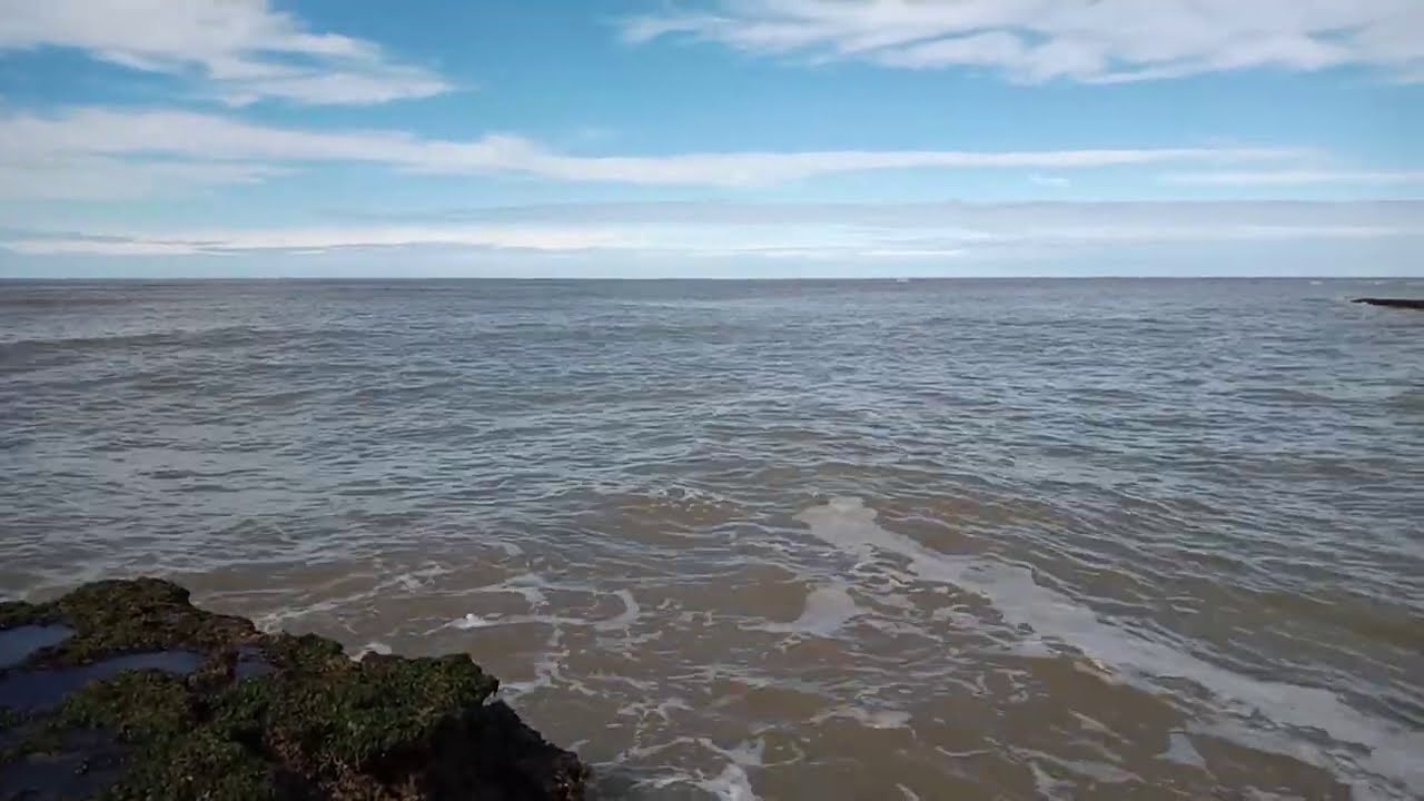Delfín Franciscana (Pontoporia blainvillei) en Balneario El Cóndor, Río Negro, Argentina. (II)