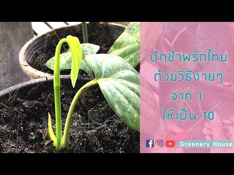 ปักชำกิ่งพริกไทยแบบง่าย จาก 1 ให้กลายเป็น 10