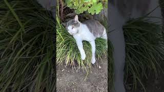 Funny Pets | 2024😂 Funny Dogs And Funny Cats Videos 🐱 🐕 😄 #96