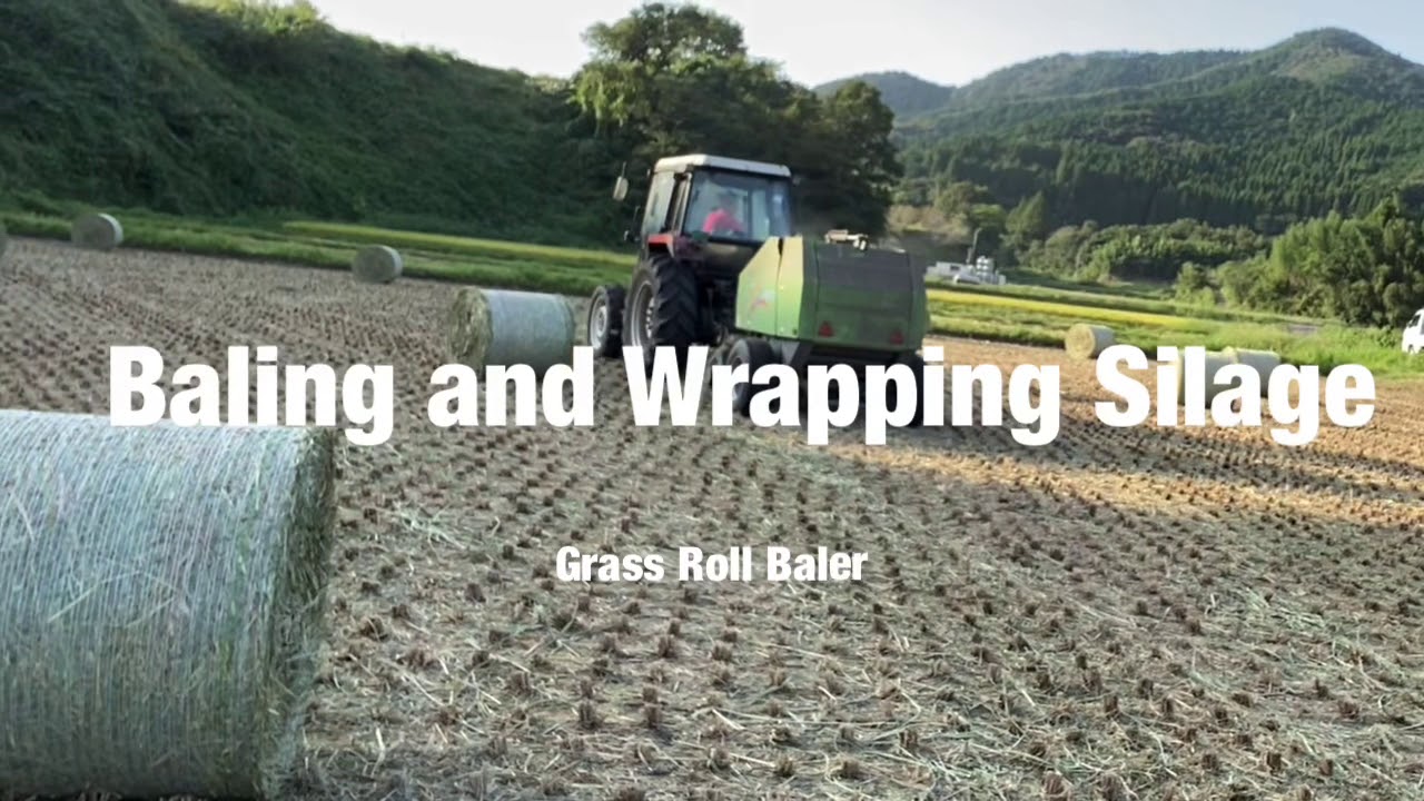 牛餌　飼料稲の収穫　スター　ロールベーラー　90サイズ　ラッピング　| クボタM1-65 | ヤンマーAF660 | #amazingAgricultureMachineInJapan | クボタ
