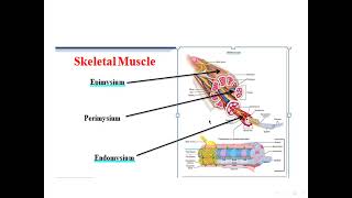 Lec 11 Muscle Tissue----------- المحاضر ة الانسجة العضلية في مادة الانسجة النظري