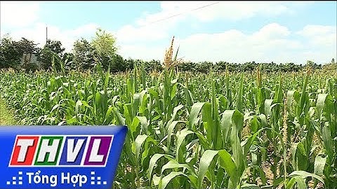 THVL | Chuyển đổi cơ cấu cây màu thích ứng với hạn, mặn