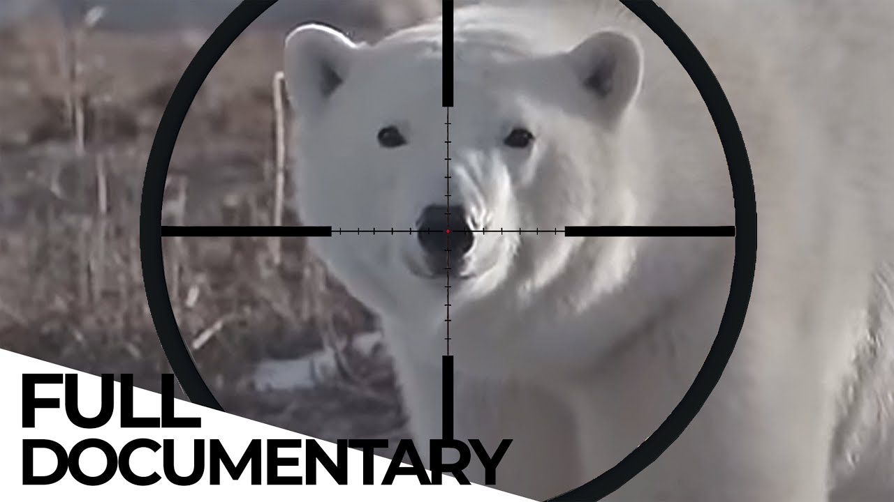 time-to-say-goodbye-the-legal-hunt-for-polar-bears-endevr