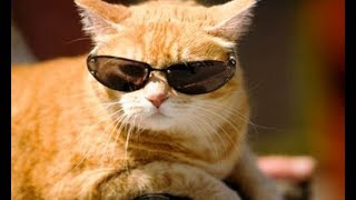 Funny Cats Doing Stupid Things  FUNNY CAT MOMENT 2018
