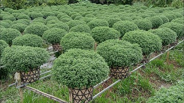 Cúc mâm xôi Tết 2026 1/10 âm lịch.#cucmamxoi #cucmamxoitet2026 #hoatet