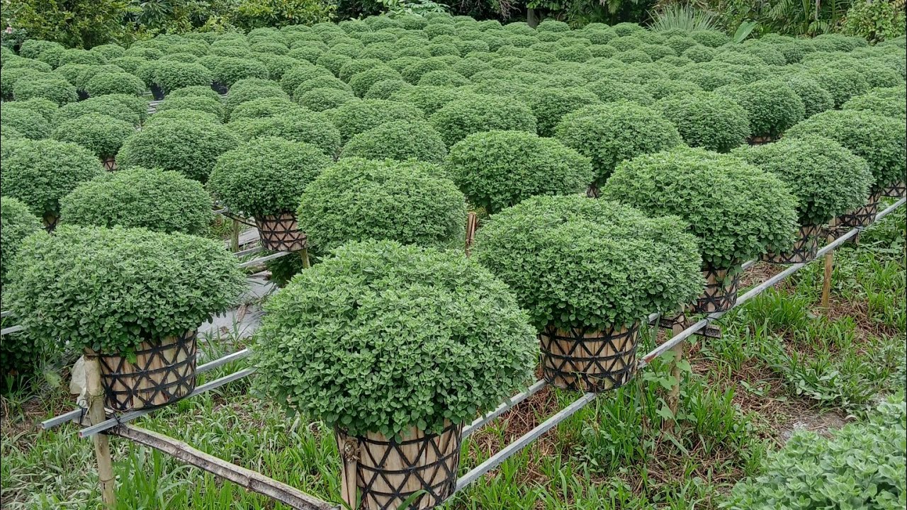 Cúc mâm xôi Tết 2026 1/10 âm lịch.#cucmamxoi #cucmamxoitet2026 #hoatet