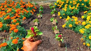 видео: Чем подкормить Петунии(для любых 💐)сразу после высадки в открытый грунт. НЕ ОДНА РАССАДА НЕ ПРОПАДЁТ картинка: Чем подкормить Петунии(для любых 💐)сразу после высадки в открытый грунт. НЕ ОДНА РАССАДА НЕ ПРОПАДЁТ