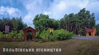 Прогулянка в лісі. Вельбівське лісництво.