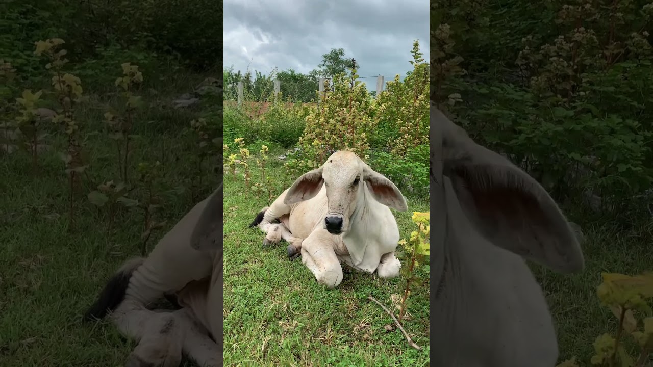 #cow