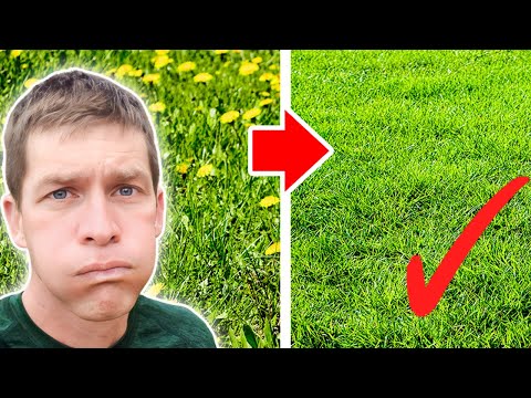 Video: Broomsedge Grass - Suggerimenti per il controllo di Broomsedge