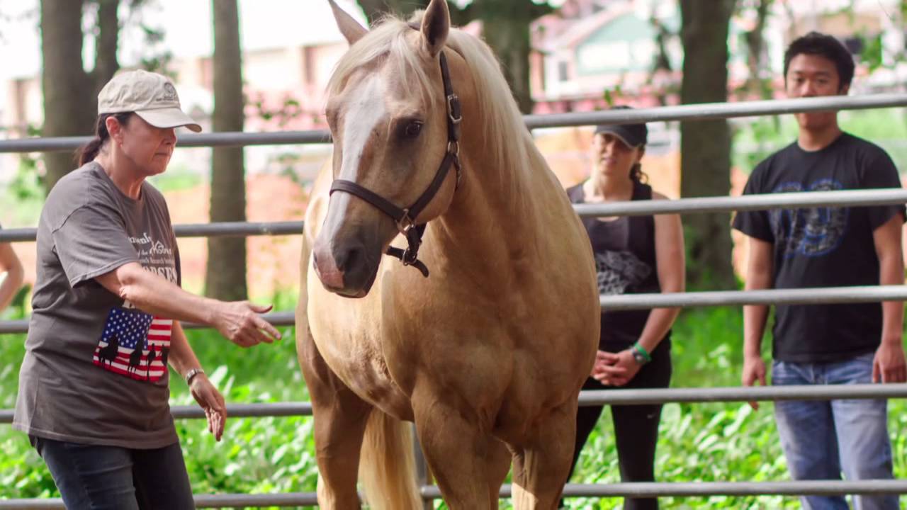 Medicine and Horsemanship YouTube