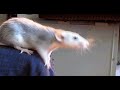 Крыса прыгает