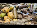 Drc uses traditional medicine in virus fight