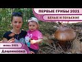 ГРИБЫ летом 2021 !!! БЕЛЫЕ грибы и ПОЛЬСКИЕ. СЕМЕЙНАЯ ГРИБАЛКА в июне