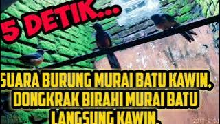 Suara burung Murai Batu Kawin, Dongkrak Birahi Murai Batu Langsung Kawin #suaramuraikawin