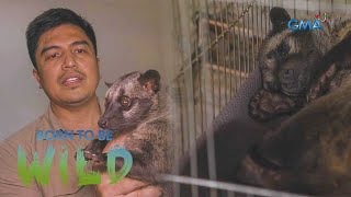 An Asian palm civet cat’s wild instincts | Born to be Wild