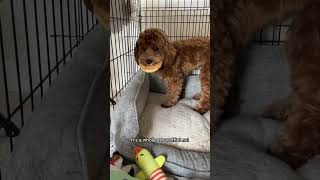 Little dog gets caught stealing an entire waffle!