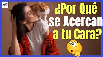 ¿Pueden los gatos reconocerle por la cara?