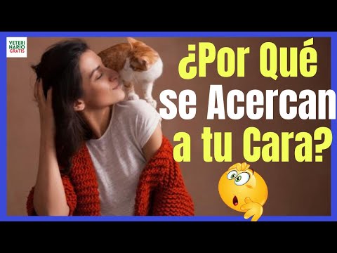 Video: ¿Por qué mi gato quita todo de mi escritorio?