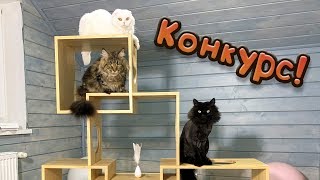 КОНКУРС! / Собираю игровой комплекс для кошек и рысят КОНКУРС! / Собираю игровой комплекс для кошек и рысят