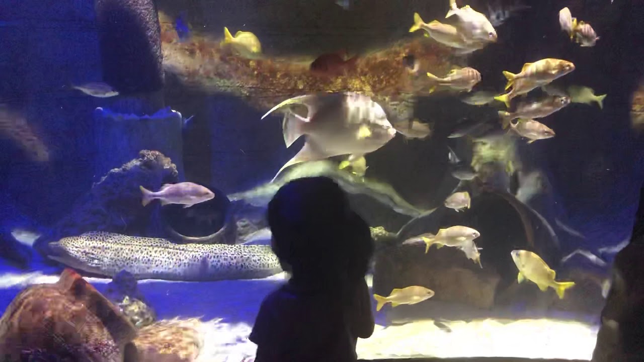 Sea Life Aquarium at Arizona YouTube