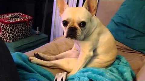 French Bulldog sits like a human