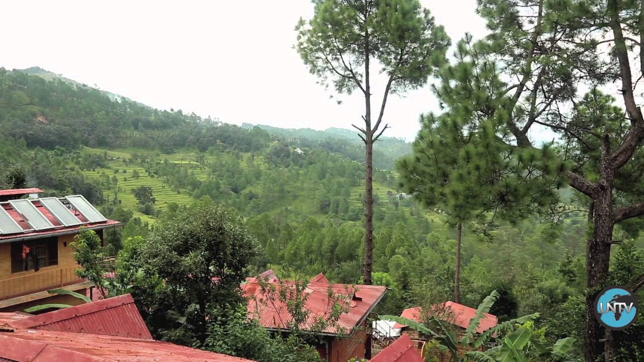 Inde: Le pouvoir des aiguilles de pin