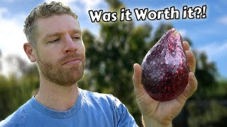 The REAL Truth About Growing Avocados from Seed  (this took 6 years)