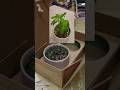 Collapsible Box Tree plant ☘️🌵 Box #konofigiftbox #giftbox #diy #unboxing #plantcollection #viral