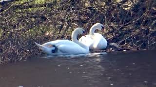 Two swans are resting