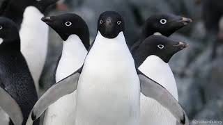 Adélie Penguins