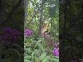 Yellow monarch on wildflowers #sassyupdates #nature #wildlife #animals #flowers