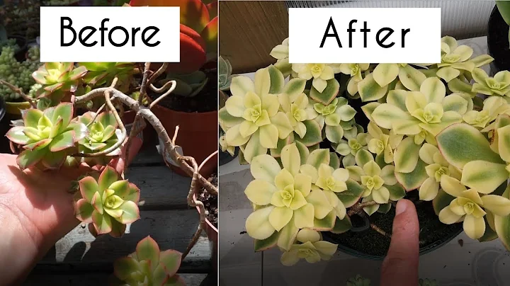 Grow succulents faster with these 3 techniques! Aeonium propagation that works for all succulents - DayDayNews
