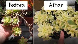 Grow succulents faster with these 3 techniques! Aeonium propagation that works for all succulents