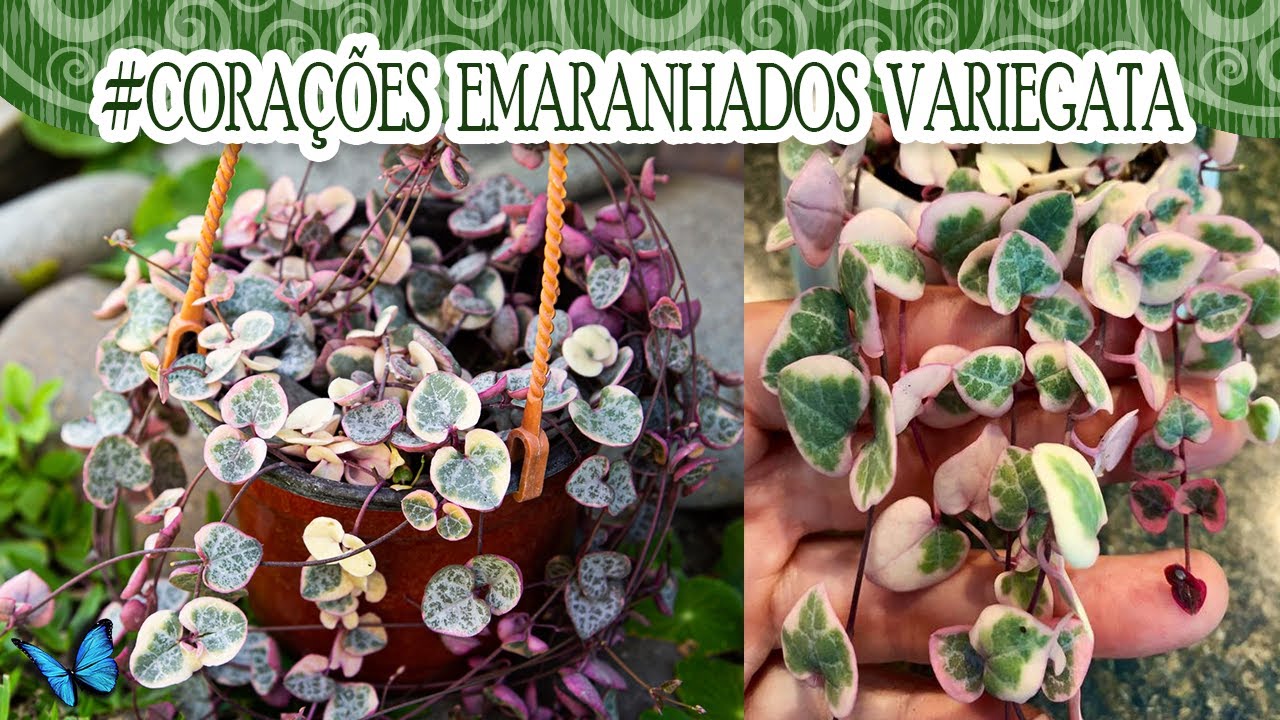 Suculentadodia! | Corações emaranhados variegata / Ceropegia Woodii -  thptnganamst.edu.vn