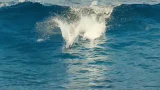 Watch From The Best Videos. Dolphins In The Big Ocean...