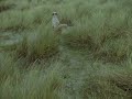 16mm film - colour grade [test1]