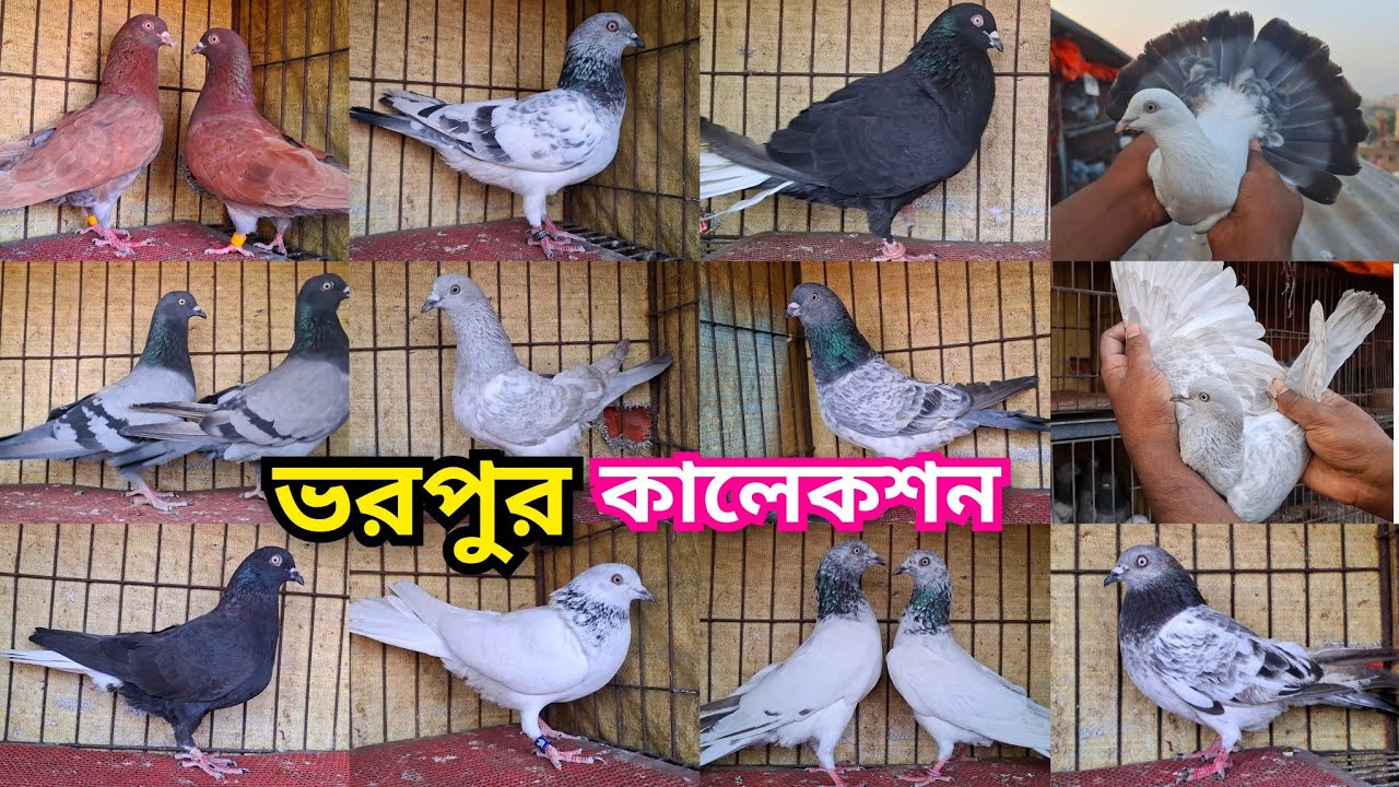 বেজি,আর্মি,মুসলদম, খাকি, বাঘা, সিলভার,সবজি, খয়রাগলা, কালদম ও পাল্লা করা কবুতর কিনুন। 