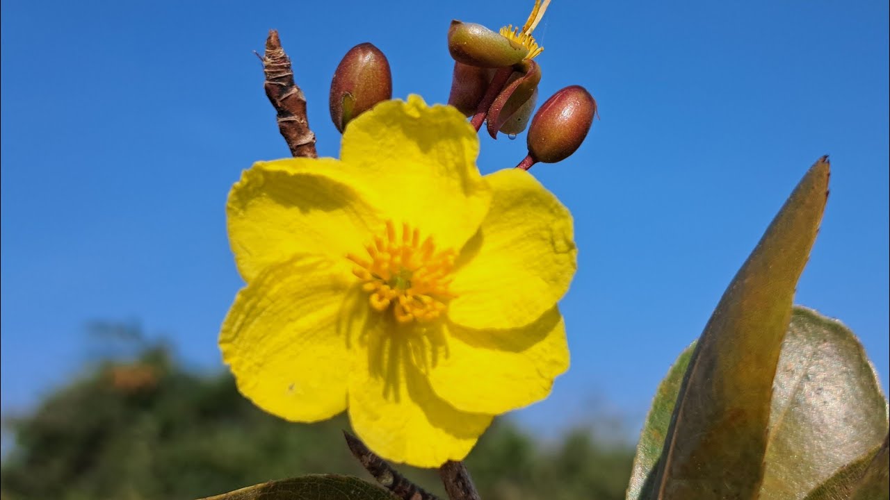 Ngày 9_1 Mời tất cả ae vào sưu tầm chốt mai rừng búp đỏ về chơi ạ ...
