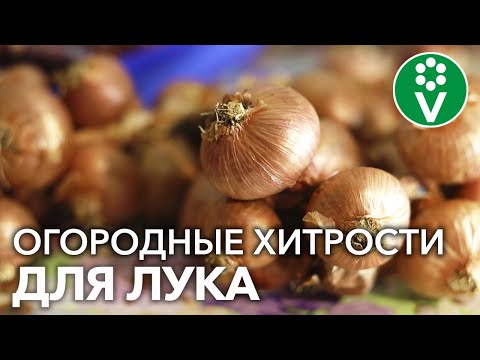 Видео: Информация о выращивании лука в саду