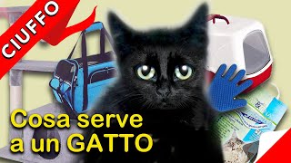 Cosa prendere per un gatto: di cosa ha bisogno? Quanto costa?