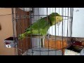 Parrot Rodrigo singing Mexican birthday song (Mexico, Puerto Escondido)