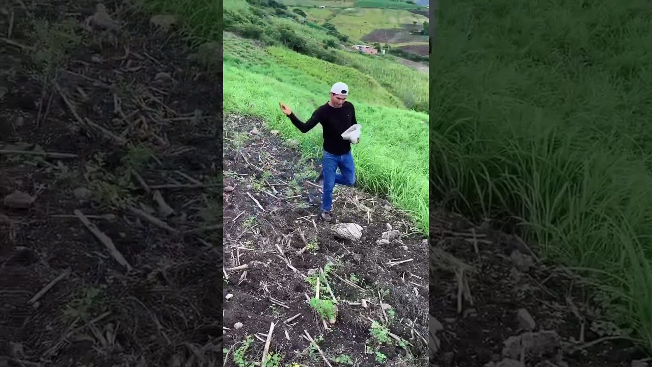 Sembramos Raygrass y esto pasó  😮 