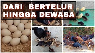 Proses PERTUMBUHAN AYAM | TELUR HINGGA USIA DEWASA